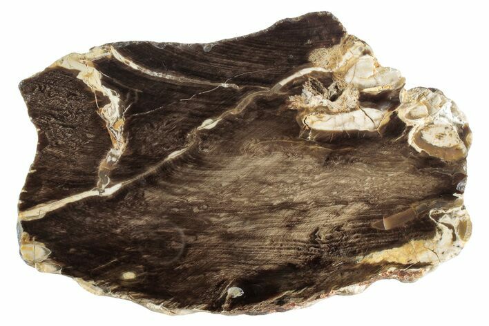 Petrified Peanut Wood Slab - Australia #239834